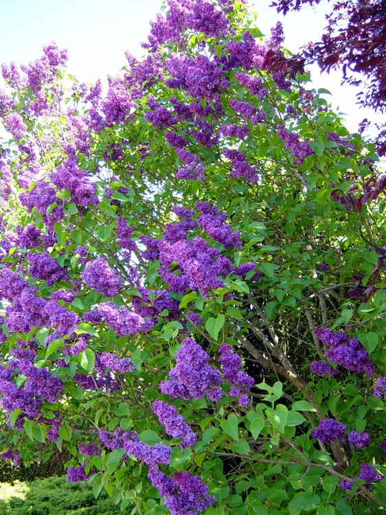 Syringa vulgaris